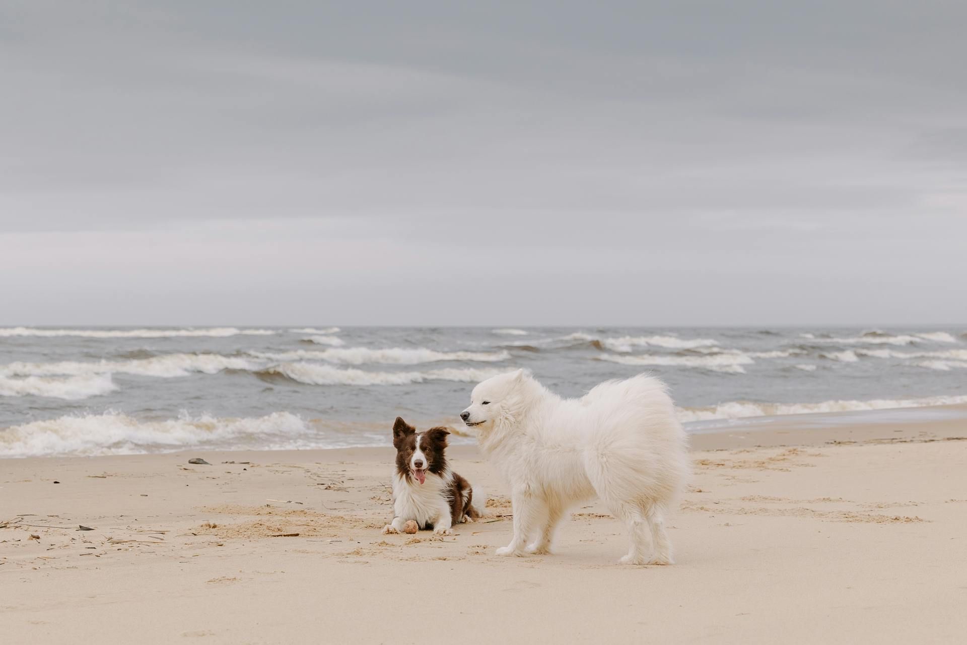 Two dogs on a beach, one small black-and-white and one fluffy white, near the shoreline with waves in the background.