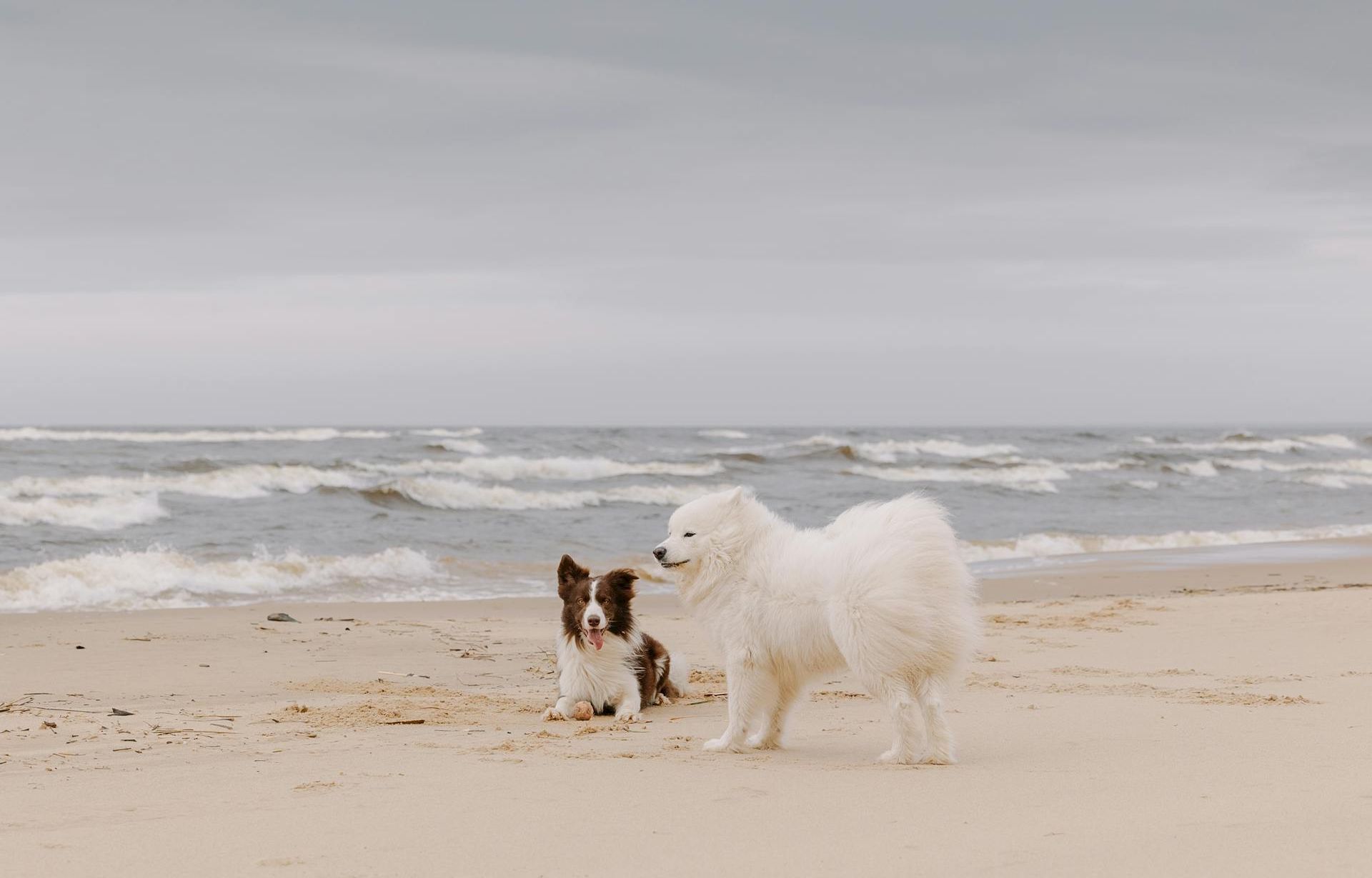 Two dogs on a beach, one small black-and-white and one fluffy white, near the shoreline with waves in the background.