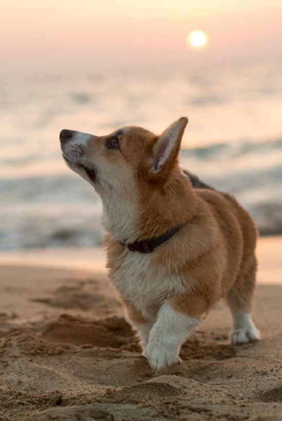 A corgi walks on a beach at sunset, looking up alertly as the sun dips over the calm sea.