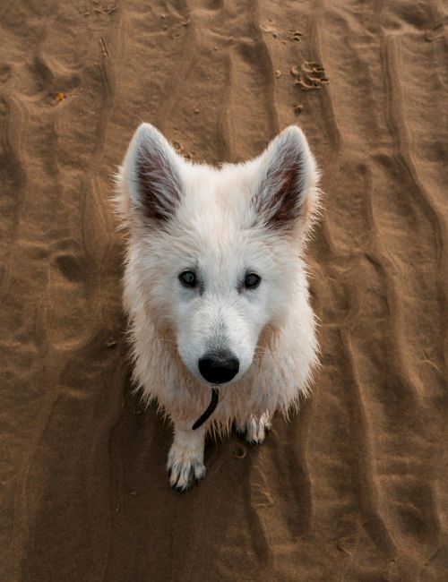 A white fluffy dog sits on sandy dunes, looking up at the camera with ears perked, as footprints trail behind.